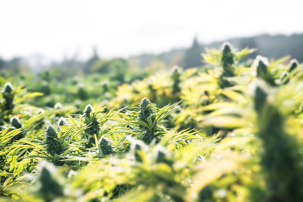 9 tips for growing autoflowering strains outdoors