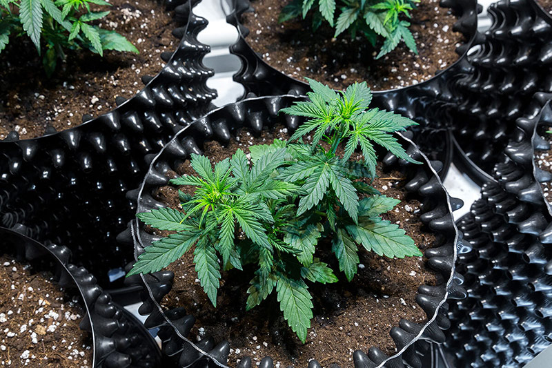 9 tips for growing autoflowering strains outdoors - Humboldt Seed ...